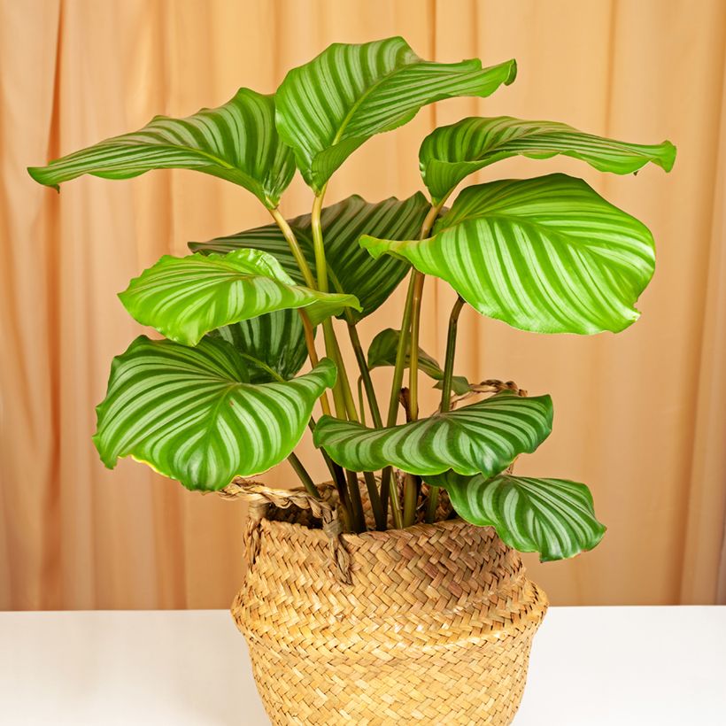 Calathea orbifolia - Calatea (Porte)