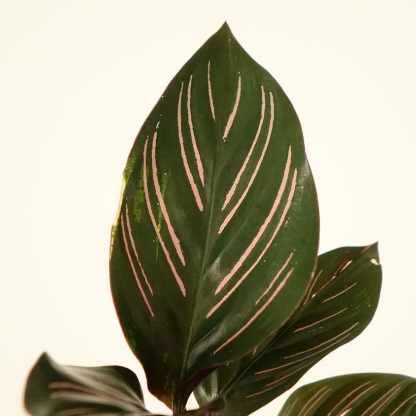Calathea ornata - Calatea (Follaje)