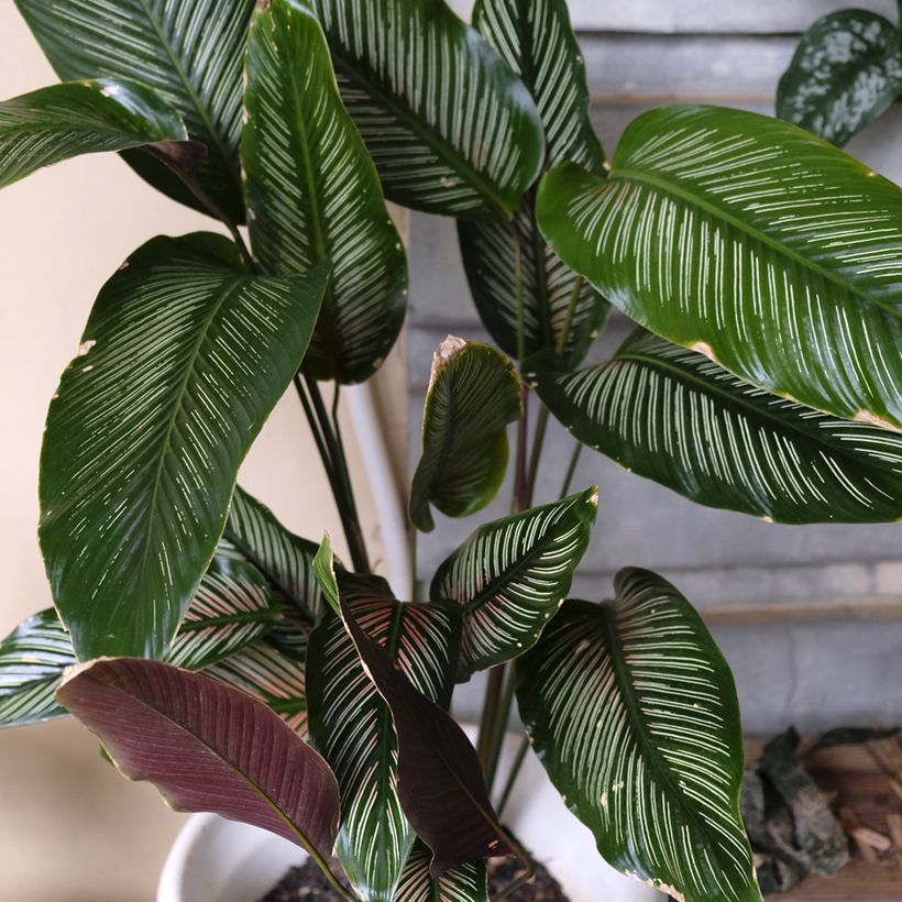 Calathea ornata - Calatea (Porte)