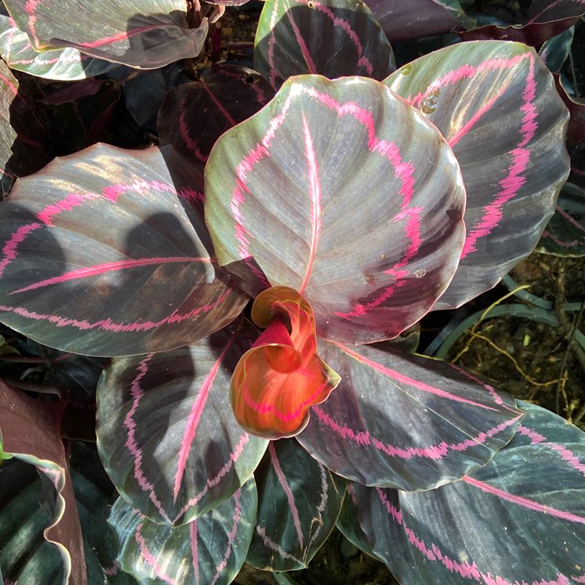Calathea roseopicta - Calatea (Follaje)
