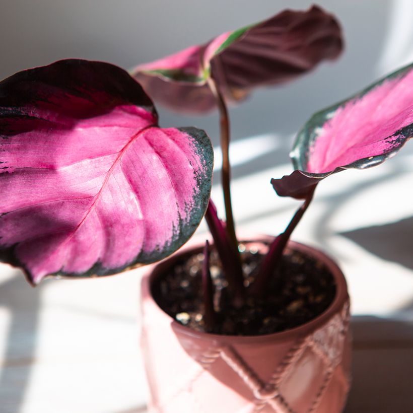 Calathea roseopicta Rosy - Calatea (Follaje)