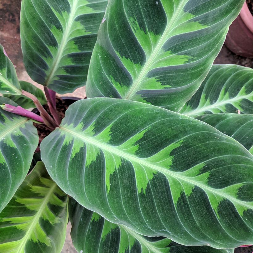 Calathea warscewiczii - Calatea (Follaje)