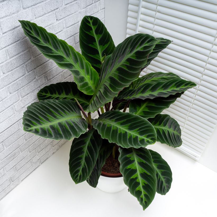 Calathea warscewiczii - Calatea (Porte)
