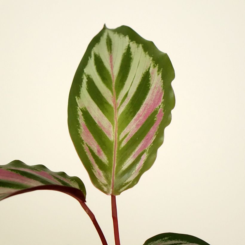 Calathea Peacock - Calatea (Follaje)
