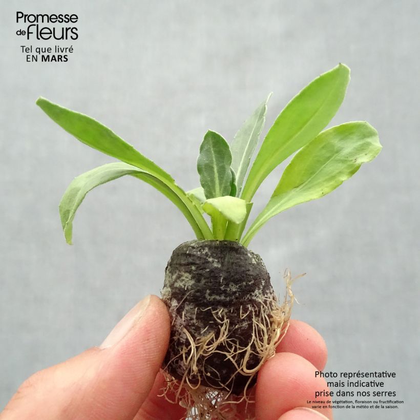 Calendula hybrida Powerdaisy Sunny minicepellón: Ø 3/4 cm Ejemplar entregado en la primavera