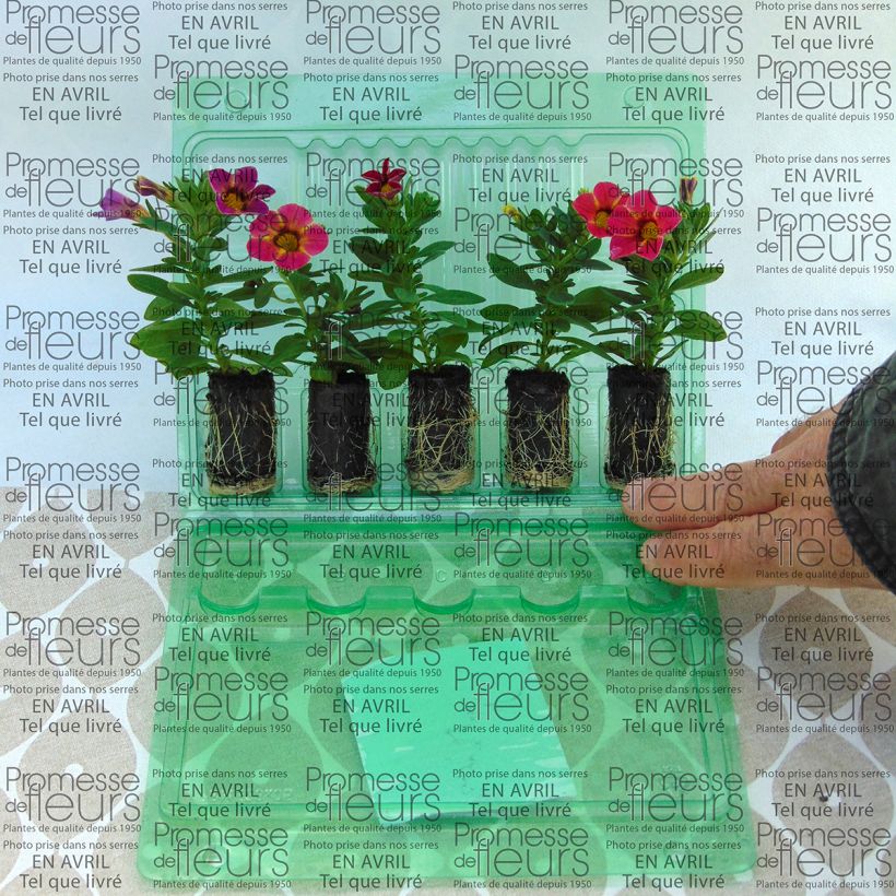 Ejemplo de ejemplar de Calibrachoa hybrida Chamaeleon Sunshine Berry minicepellón: Ø 3/4 cm tal y como se entrega