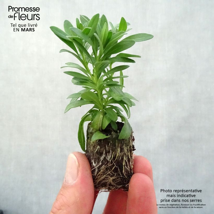 Calibrachoa hybrida Neo Double OrangeTastic minicepellón: Ø 3/4 cm Ejemplar entregado en la primavera