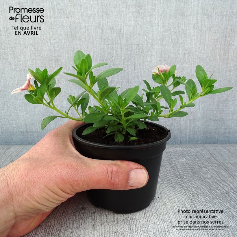 Calibrachoa hybrida Noa Almond Blossom Maceta de 10 cm/11 cm Ejemplar entregado en la primavera