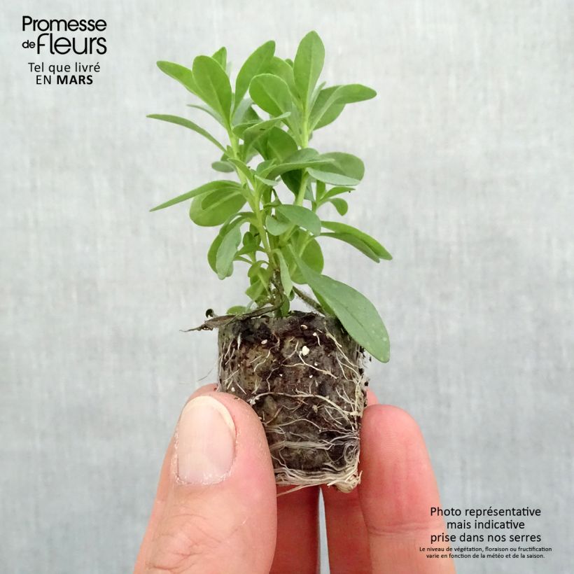 Calibrachoa hybrida Noa Bubblegum minicepellón: Ø 3/4 cm Ejemplar entregado en la primavera