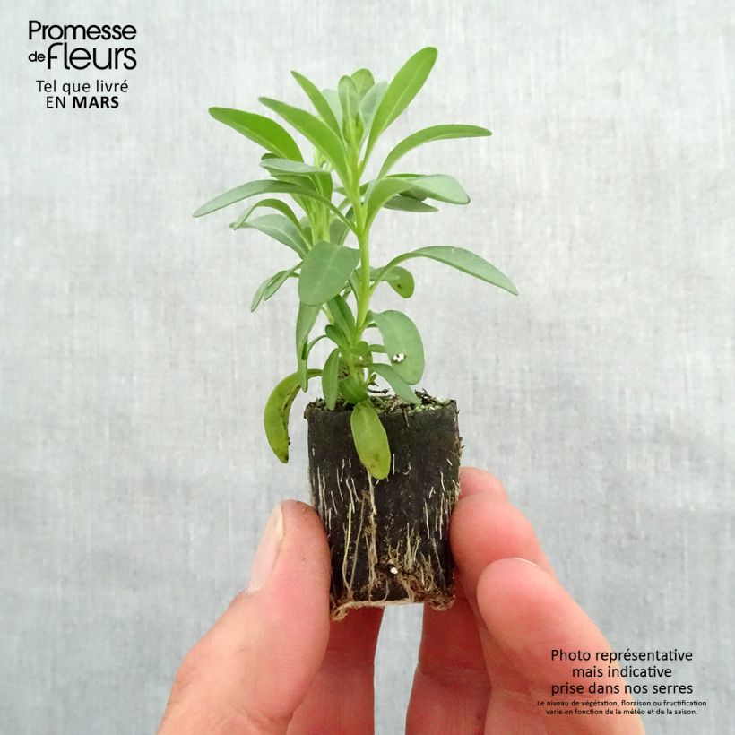Calibrachoa hybrida Noa Dark Pink Carnival minicepellón: Ø 3/4 cm Ejemplar entregado en la primavera