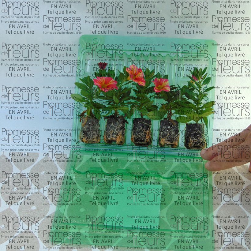 Ejemplo de ejemplar de Calibrachoa hybrida Superbells Tropical Sunrise minicepellón: Ø 3/4 cm tal y como se entrega