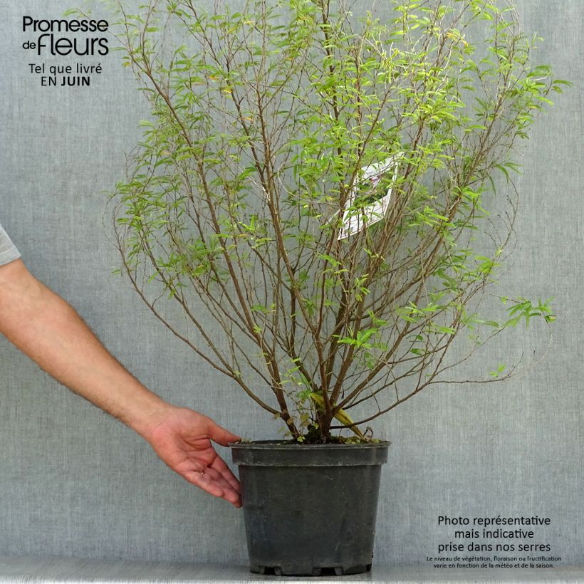 Ejemplar de Calliandra surinamensis Dixie Pink - Arbre aux houpettes Pot de 7,5L/10L entregado en verano