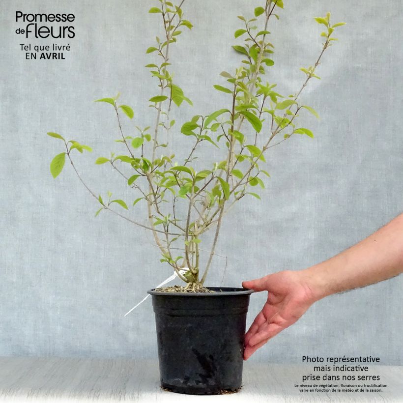 Callicarpa bodinieri Imperial Pearl en pot de 3L/4L Ejemplar entregado en la primavera