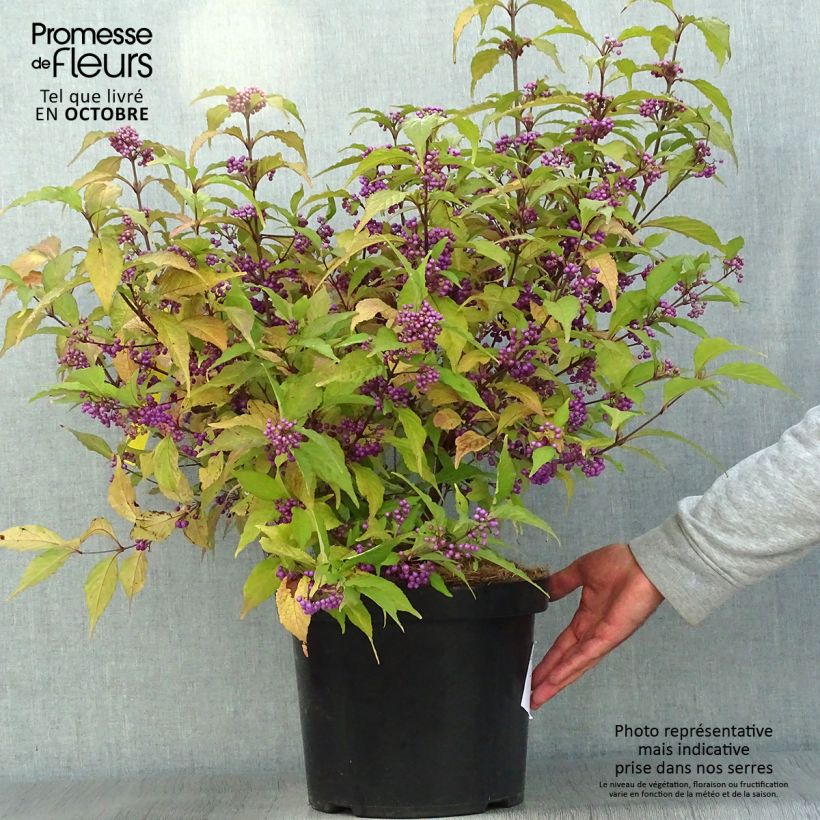 Ejemplar de Callicarpa bodinieri Magical Deep Purple Kolmdepu Maceta 7,5L/10L entregado en otoño