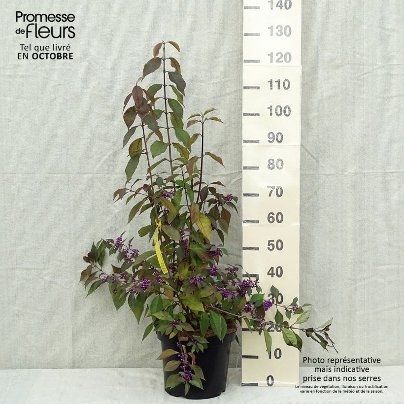 Ejemplar de Callicarpa bodinieri Magical Purple Giant Maceta 7,5L/10L entregado en otoño