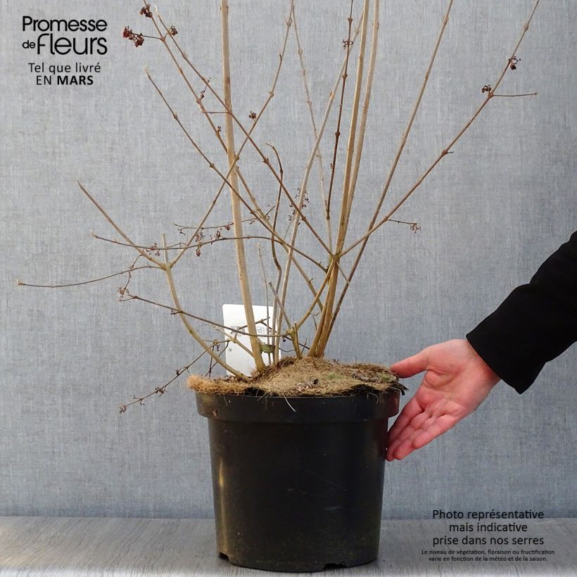 Callicarpa bodinieri Magical Purple Giant Pot de 10L Ejemplar entregado en invierno