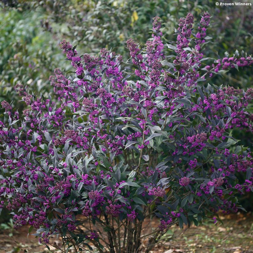 Callicarpa bodinieri Pearl Glam (Porte)