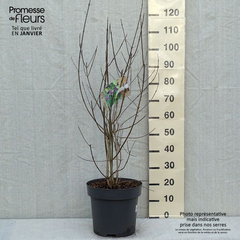 Callicarpa bodinieri var. giraldii Profusion Maceta 12L/15L Ejemplar entregado en invierno