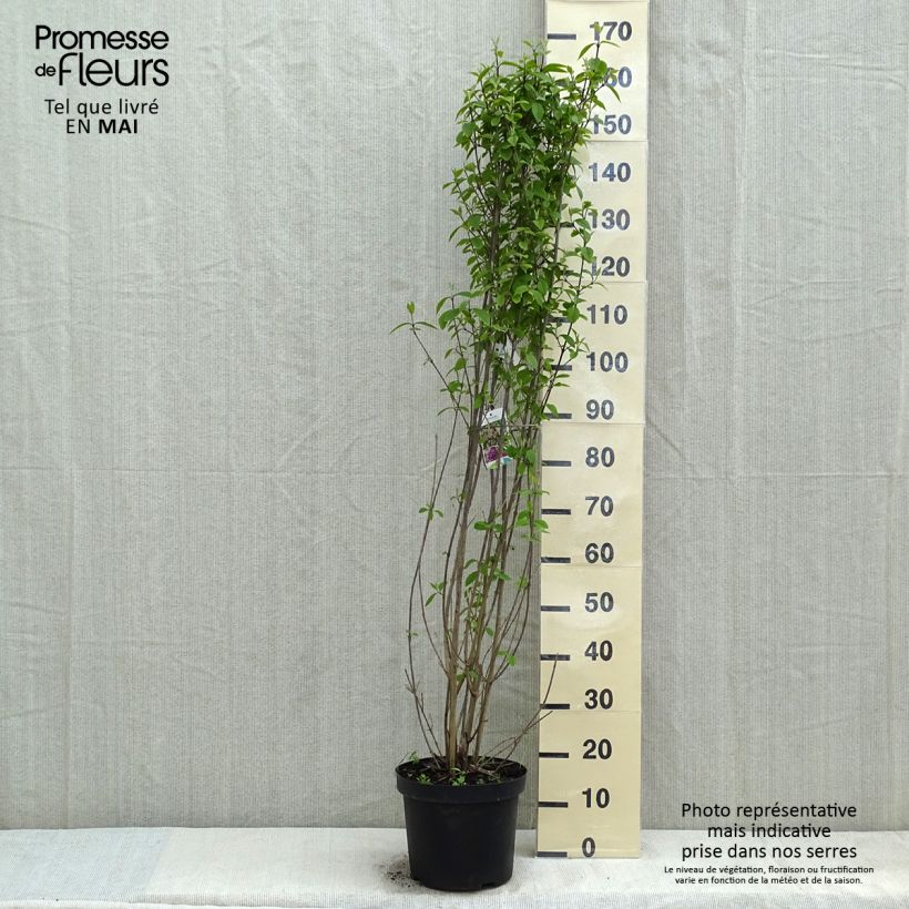 Callicarpa bodinieri var. giraldii Profusion Maceta 12L/15LAltura de entrega aprox. 100-125cm Ejemplar entregado en la primavera