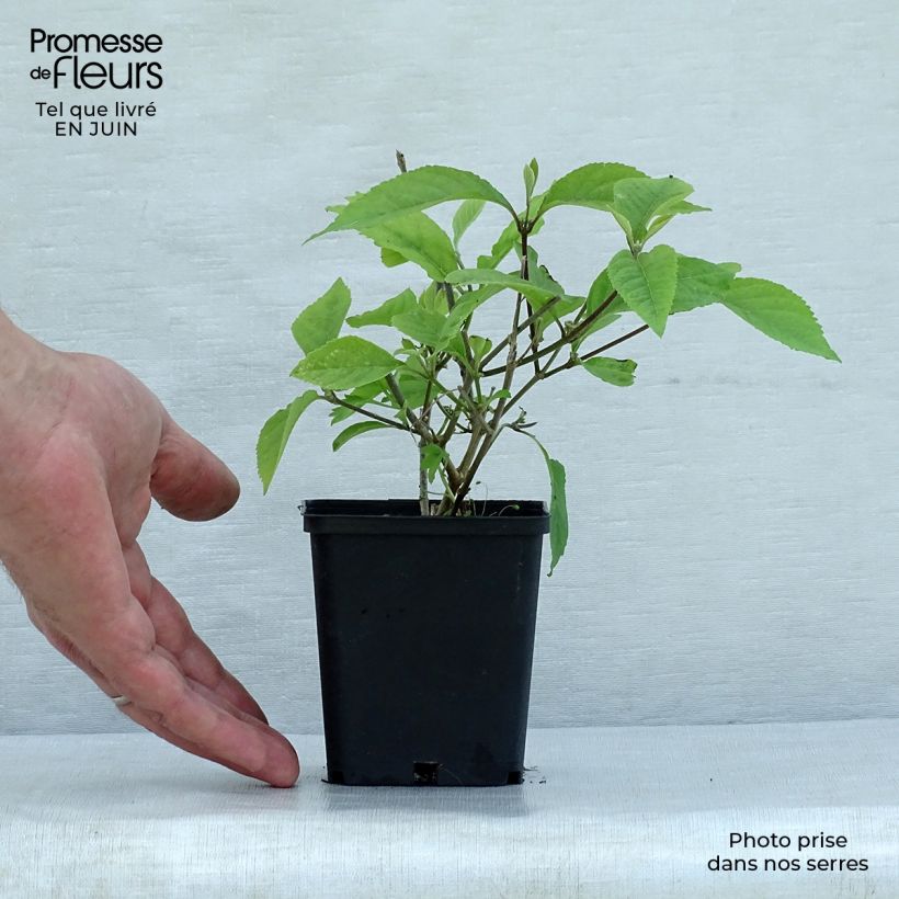 Ejemplar de Callicarpa bodinieri var. giraldii Profusion Maceta de 8/9 cmAltura de entrega aprox. 10/15cm entregado en verano