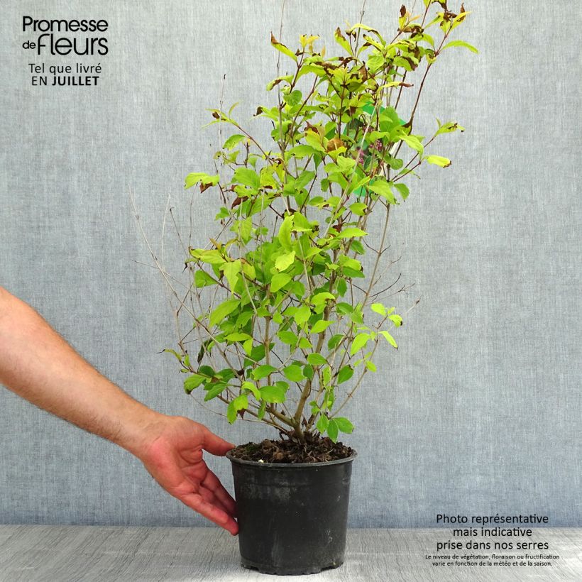 Ejemplar de Callicarpa dichotoma - Arbuste aux bonbons Pot de 3L/4L entregado en verano