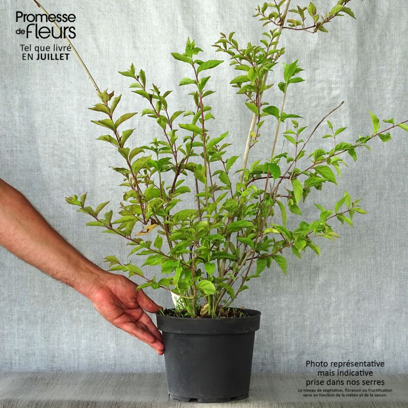Ejemplar de Callicarpa dichotoma Issai Pot de 3L/4L entregado en verano