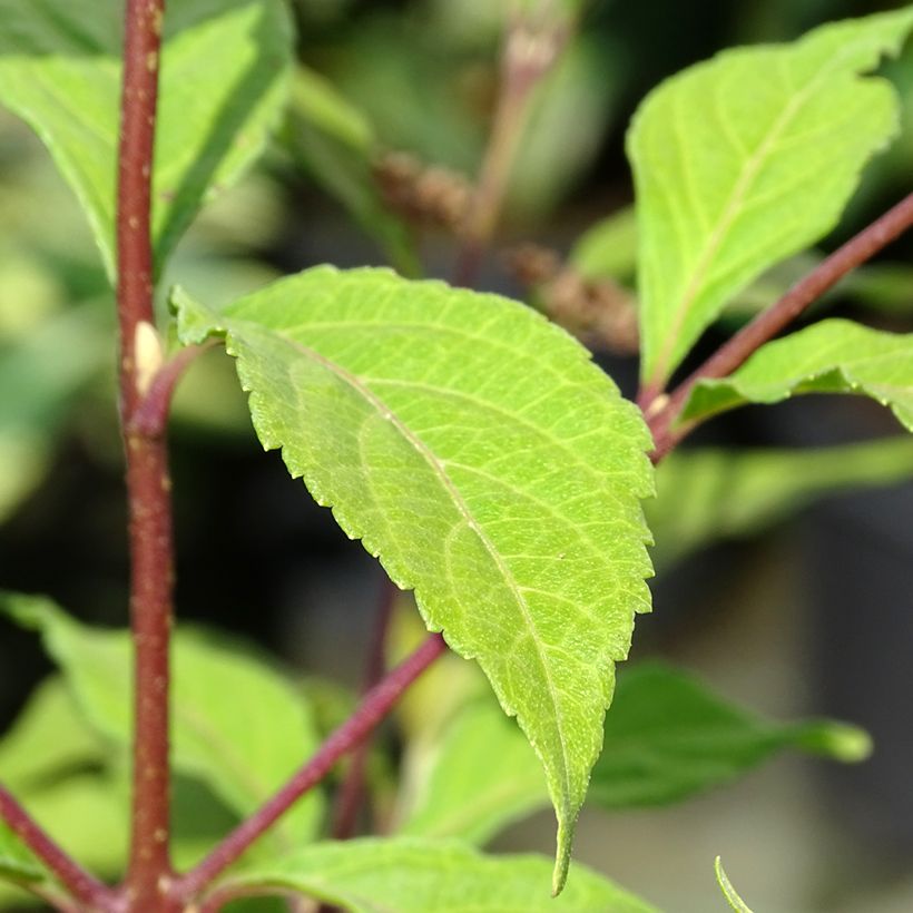 Callicarpa dichotoma Cardinal (Follaje)