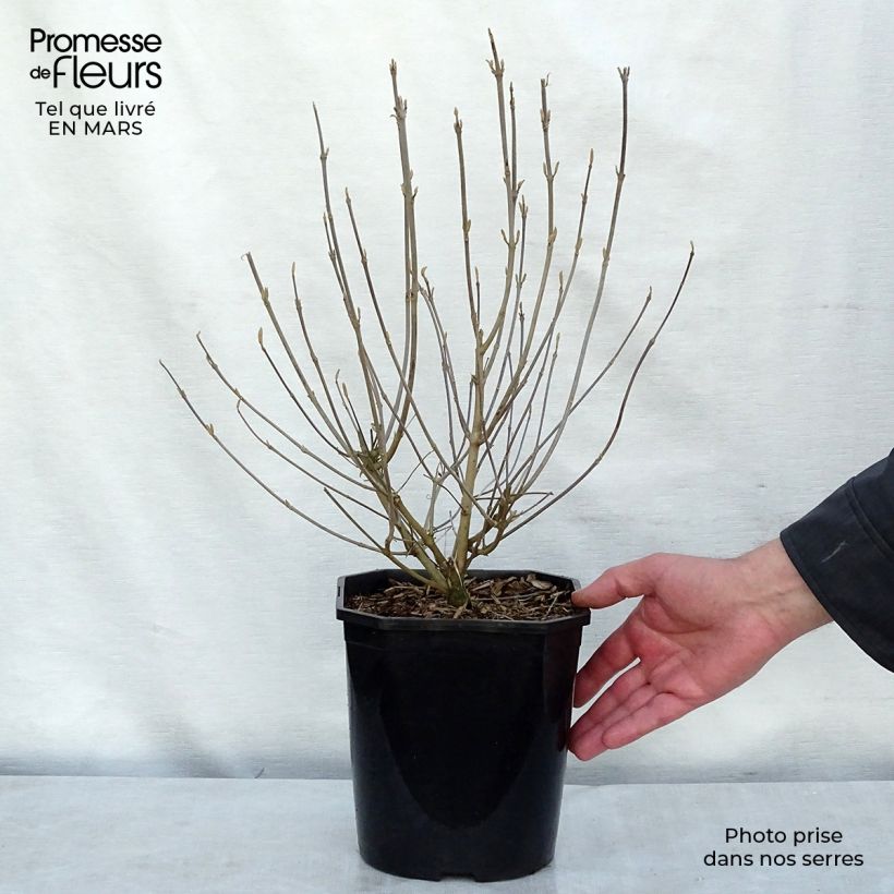 Callicarpa japonica Maceta 4L/5L Ejemplar entregado en la primavera