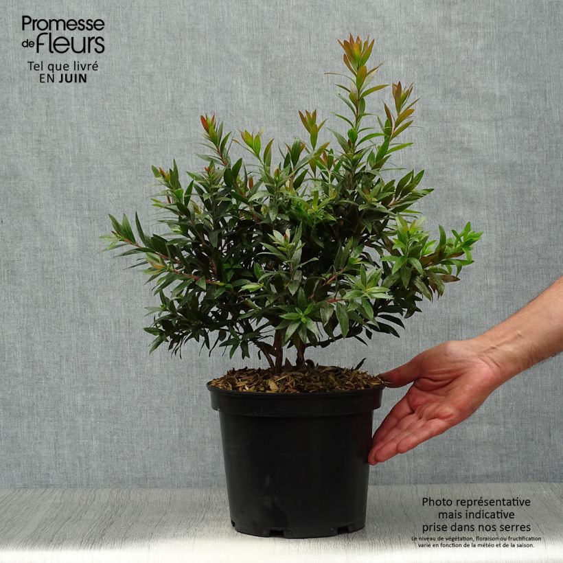 Ejemplar de Escobillón rojo Red rocket - Callistemon citrinus Maceta 4L/5LAltura de entrega aprox. 50/60cm entregado en verano