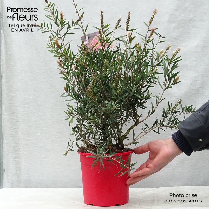 Escobillón rojo Burgundy - Callistemon citrinus Maceta 3L/4LAltura de entrega aprox. 40/50cm Ejemplar entregado en la primavera