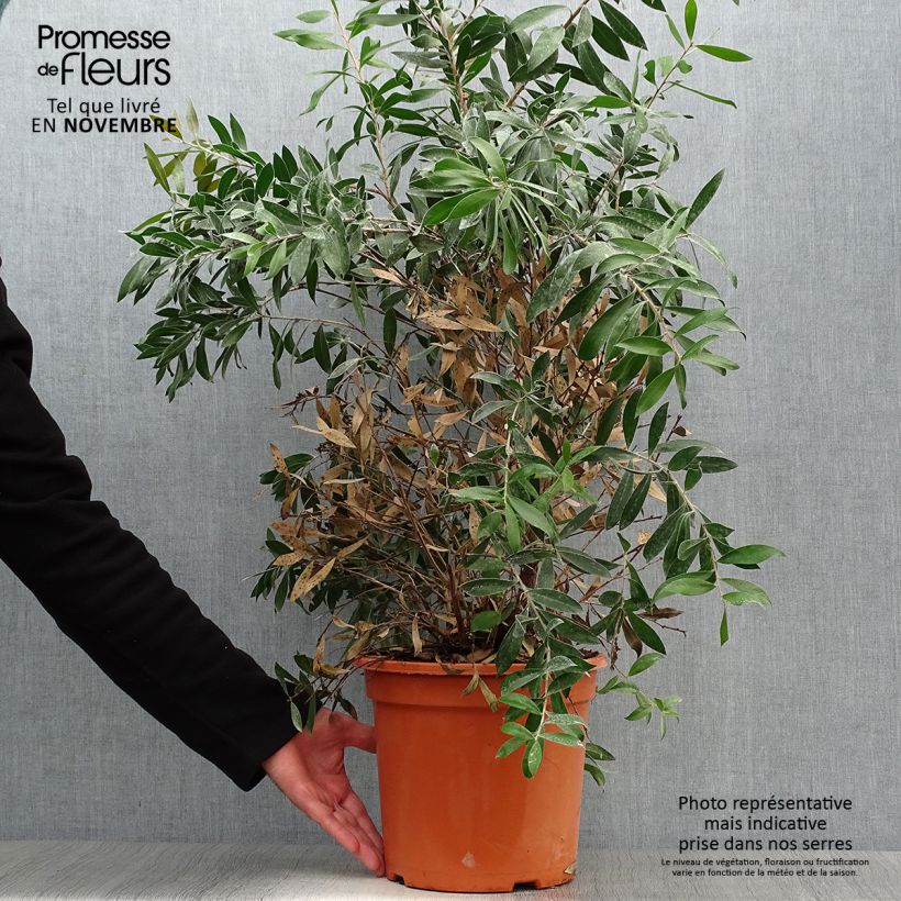 Ejemplar de Escobillón rojo Splendens - Callistemon citrinus Maceta 7,5L/10L entregado en otoño