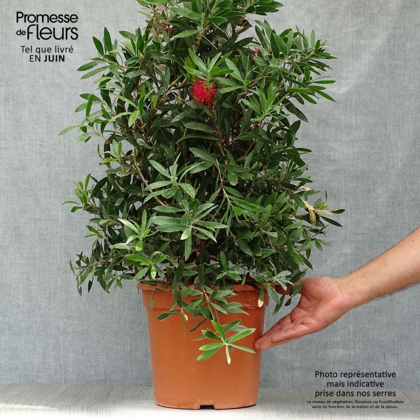 Ejemplar de Escobillón rojo Splendens - Callistemon citrinus Maceta 7,5L/10LAltura de entrega aprox. 40/60cm entregado en verano
