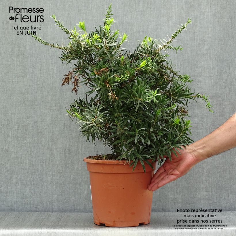 Ejemplar de Callistemon masotti Mini Red - Limpiatubos Maceta 7,5L/10L entregado en verano