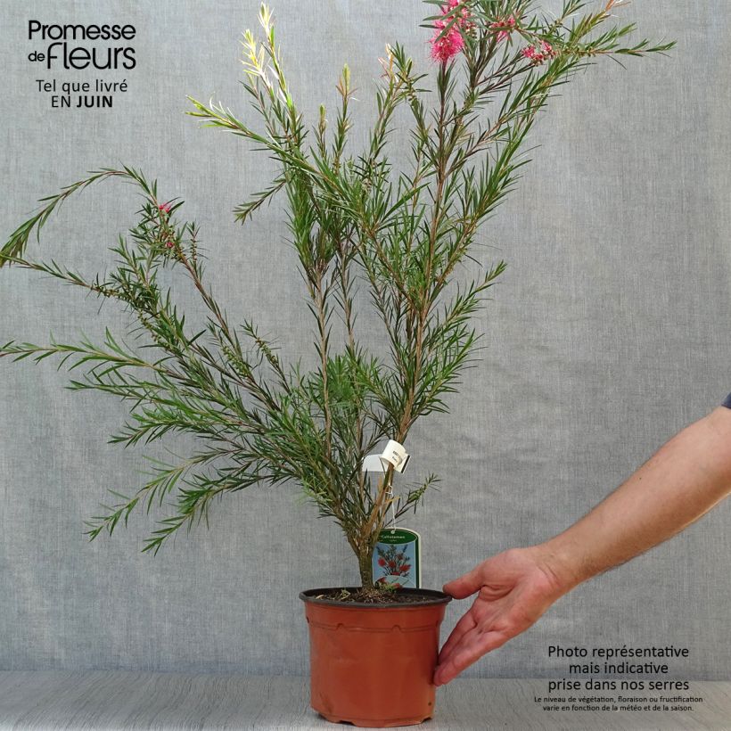 Ejemplar de Callistemon rigidus - Limpiatubos Maceta 2L/3L entregado en verano