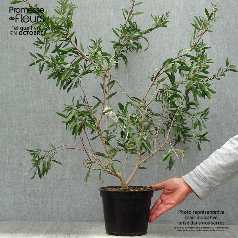 Ejemplar de Callistemon salignus Perth Pink - Limpiatubos Maceta 4L/5L entregado en otoño