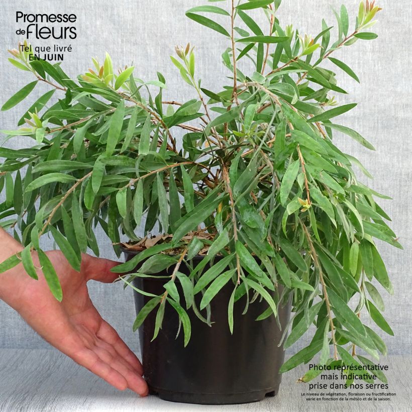 Ejemplar de Callistemon salignus Perth Pink - Limpiatubos Maceta 4L/5LAltura de entrega aprox. 40+cm entregado en verano