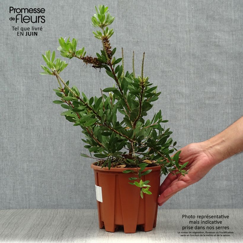 Ejemplar de Callistemon salignus White - Limpiatubos Maceta 2L/3L entregado en verano