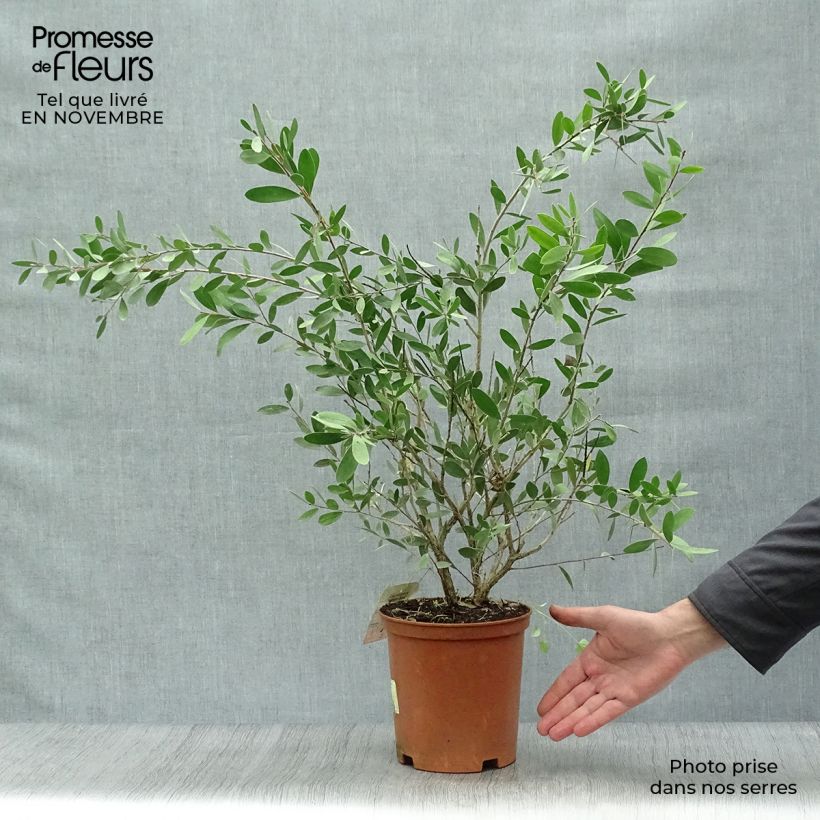 Ejemplar de Limpiatubos llorón Bright Pink - Callistemon viminalis Maceta 3L/4L entregado en otoño