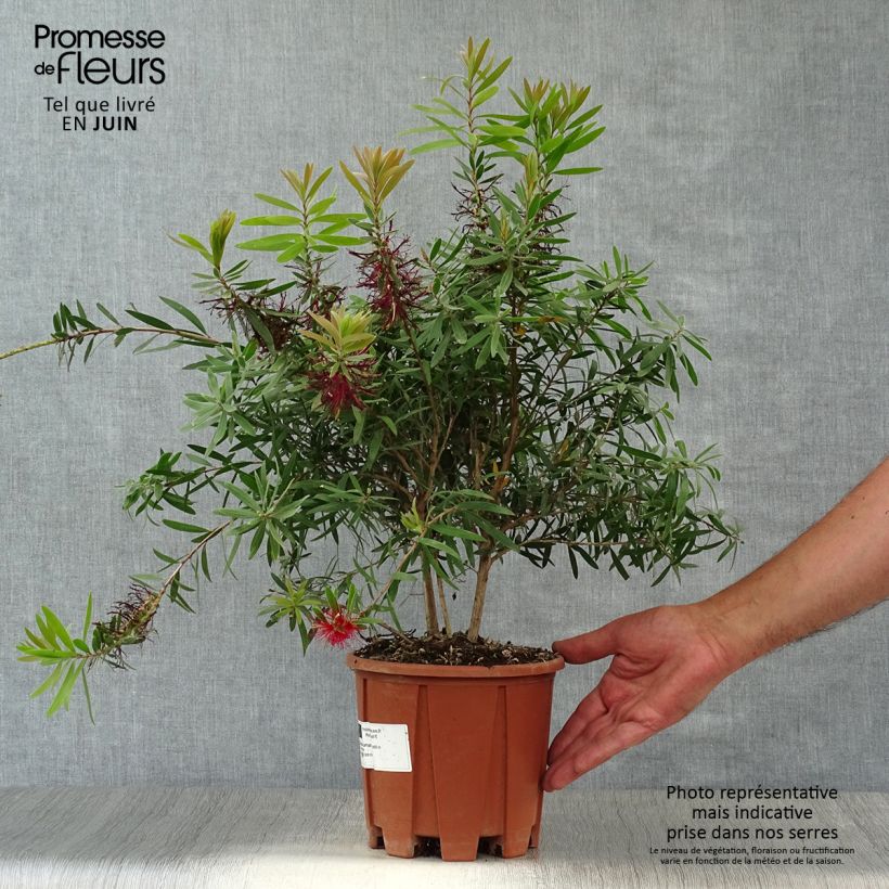 Ejemplar de Limpiatubos llorón Captain Cook - Callistemon viminalis Maceta 2L/3L entregado en verano