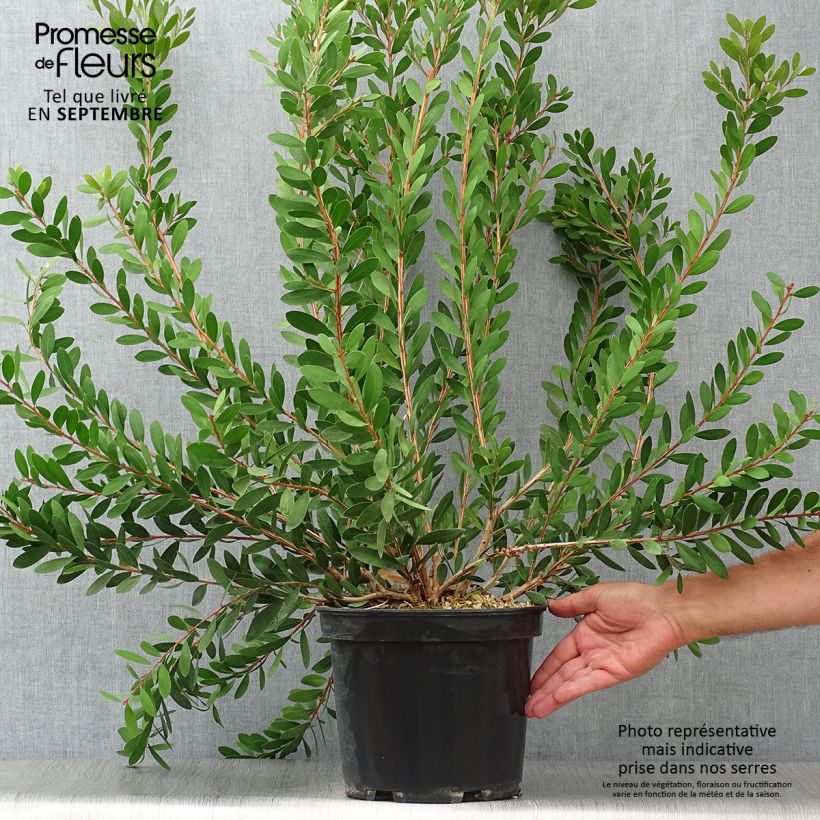 Ejemplar de Limpiatubos llorón Hot Pink - Callistemon viminalis Maceta 6L/7L entregado en otoño