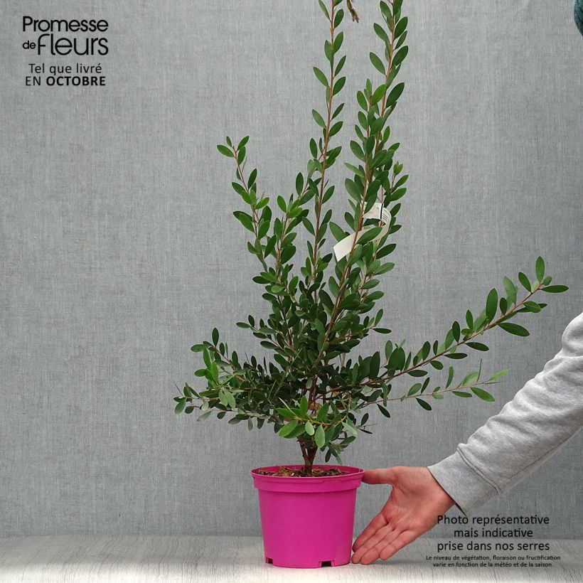 Ejemplar de Limpiatubos llorón Hot Pink - Callistemon viminalis Maceta 2L/3L entregado en otoño