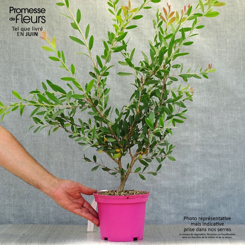 Ejemplar de Limpiatubos llorón Hot Pink - Callistemon viminalis Maceta 2L/3LAltura de entrega aprox. 40/60cm entregado en verano