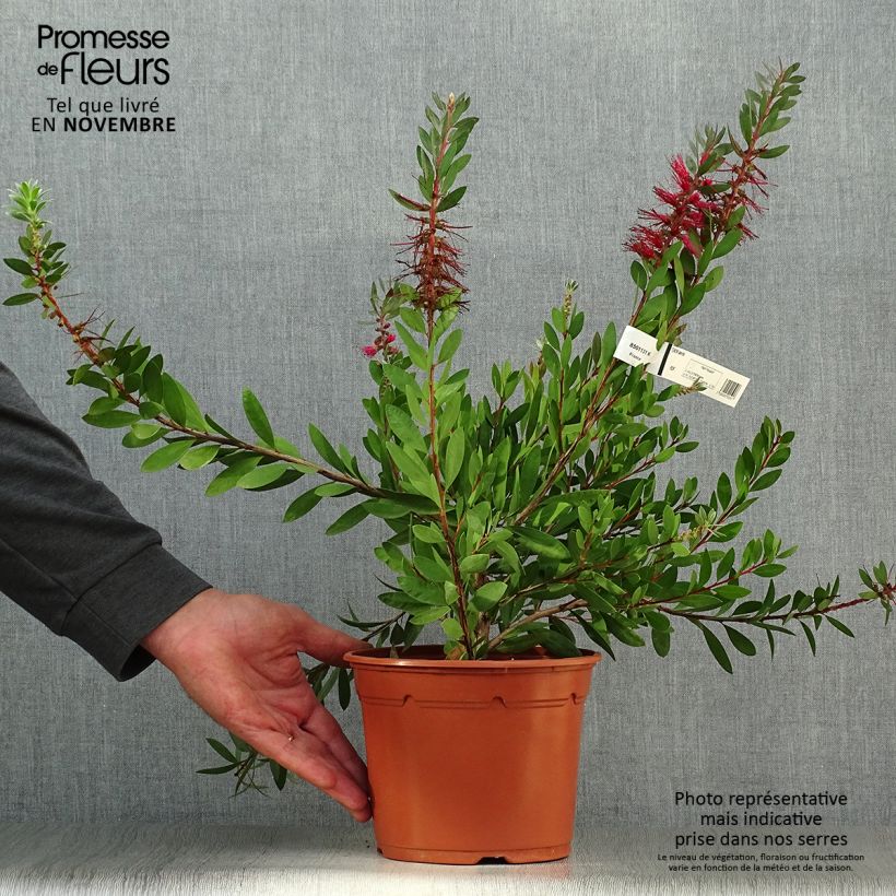 Ejemplar de Limpiatubos - Callistemon laevis Maceta 1,5L/2L entregado en otoño