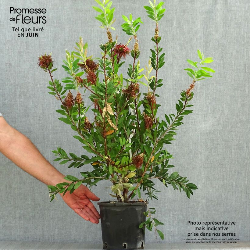 Ejemplar de Limpiatubos - Callistemon laevis Maceta 2L/3LAltura de entrega aprox. 20/30cm entregado en verano