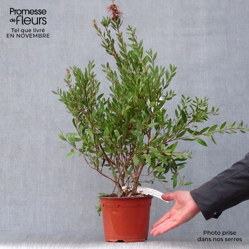 Ejemplar de Limpiatubos - Callistemon laevis Maceta 3L/4L entregado en otoño