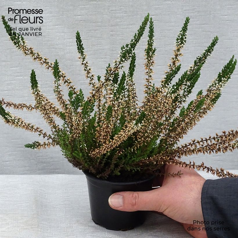 Calluna vulgaris Alba - Brecina Maceta de 8/9 cm Ejemplar entregado en invierno