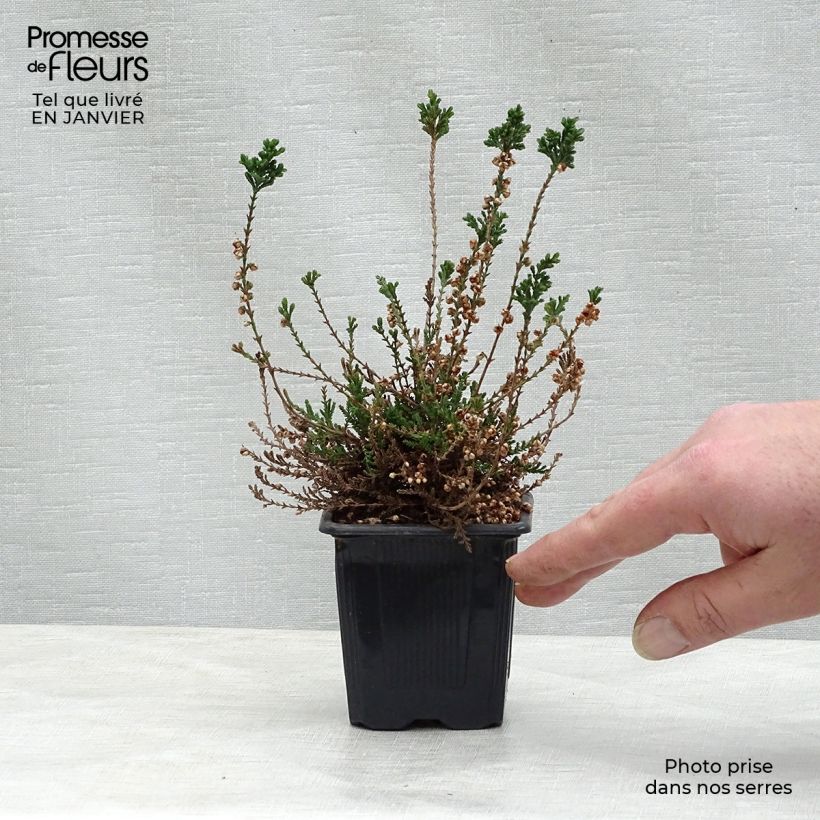 Calluna vulgaris H.E Beale - Brecina Maceta de 8/9 cm Ejemplar entregado en invierno