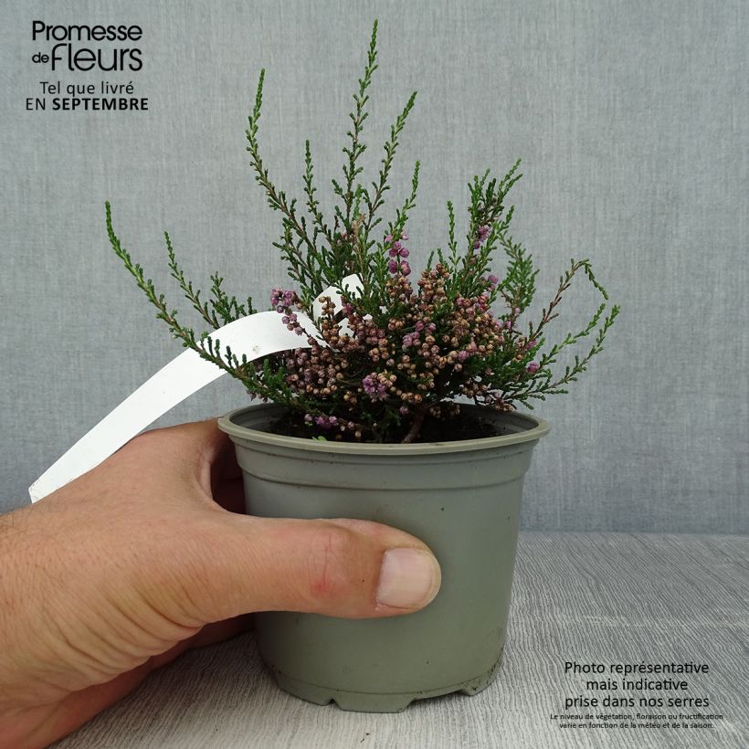 Ejemplar de Calluna vulgaris Tib - Brecina Maceta de 12 cm / 13 cm entregado en otoño