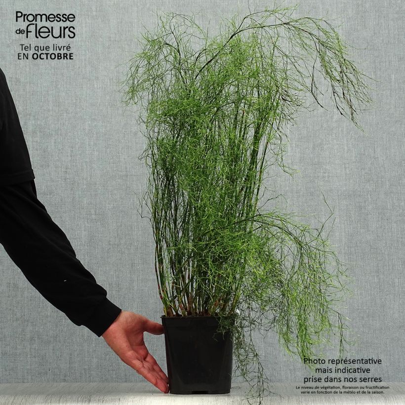 Ejemplar de Calopsis paniculata Maceta 2L/3L entregado en otoño