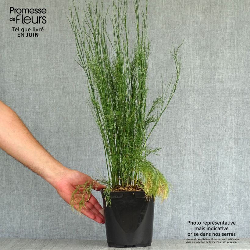 Ejemplar de Calopsis paniculata - Restio Pot de 3L entregado en verano